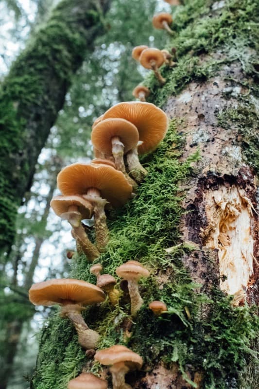 Lion's Mane Mushroom - white cascading spines